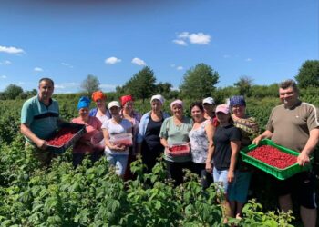 У громаді на Рівненщині збирають врожай органічної малини (ФОТО)