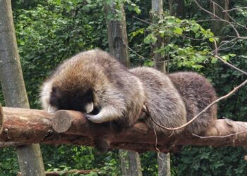 У рівненському зоопарку показово годуватимуть єнотів та лемурів