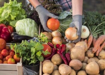 15 жовтня запрошуємо тернополян та гостей громади відвідати сільськогосподарські ярмарки