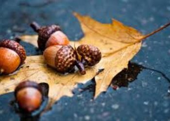 4 жовтня — Всесвітній день тварин: прикмети, традиції, заборони дня