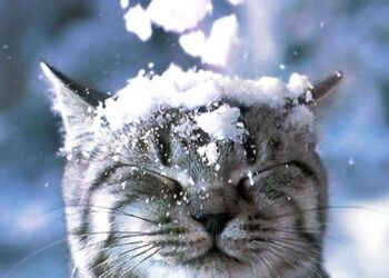 Чи готова на Рівненщині спецтехніка до зими