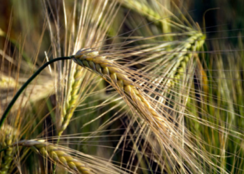 «Чорний» житній хліб наступного року може стати дефіцитом – Новини Кам’янське