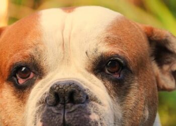 Глаза которые не умеют врать. Приглашаю всех в  «Чат: Хвостатые и четвероногие Друзья. Украина! Никополь! » газета Мій Нікополь