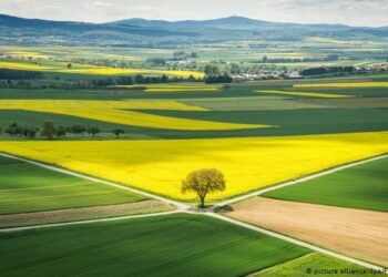 Як фізична особа, яка викуповує орендовану земельну ділянку державної власності, повинна сплачувати земельний податок?