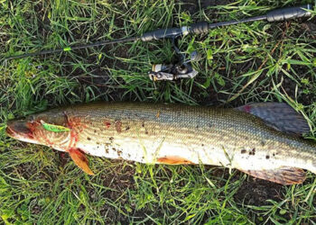 Криворізький рибалка піймав гігантську щуку |   — новости Днепра