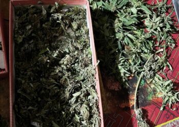 На Кіровоградщині поліцейські вилучили у місцевих жителів наркотиків на 300 тисяч гривень