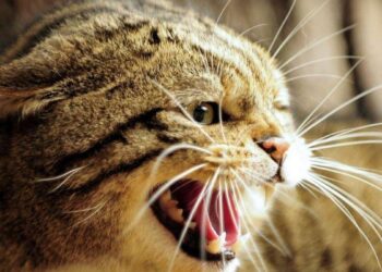 На Рівненщині поліцейські перевіряють інформацію про жорстоке поводження з тваринами малолітньою