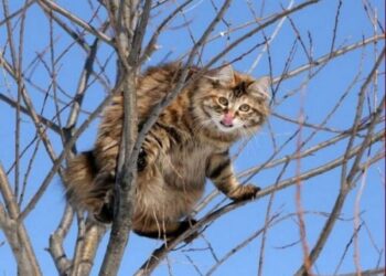 На Рівненщині за фактом жорстокого поводження з тваринами малолітньою відкрито кримінальне провадження