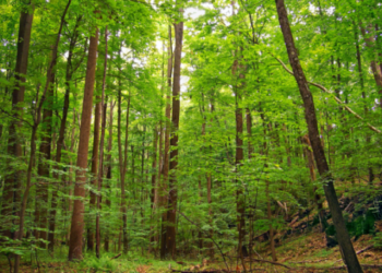 Рятувальники закликають жителів Рівненщини бути обережними під час походів до лісу