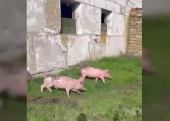 СБУ встановила, що в одному із деокупованих сіл на півдні України рашисти облаштували свою базу в свинарнику (ВІДЕО)