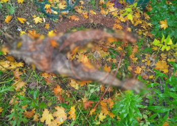 У Дніпрі на кладовищі знайшли об’їдений труп |   — новости Днепра