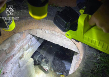 У Дніпрі у жінки під час прогулянки собака впала в каналізаційний колодязь |   — новости Днепра