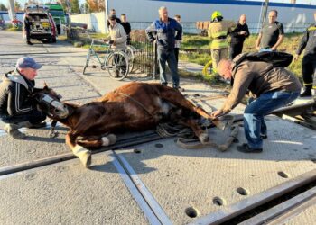 У Костополі на залізничному переїзді рятували коня