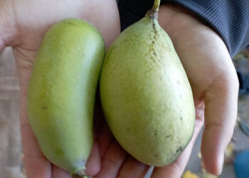 У Кривому Розі дозріли мексиканські банани |   — новости Днепра