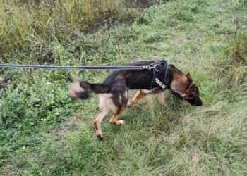 У Кривому Розі поліцейський пес посеред ночі допоміг знайти дитину |   — новости Днепра