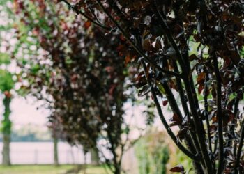 У Тернополі в парку ім. Тараса Шевченка висадили 11 саджанців дерев декоративної сливи «Піссарді»