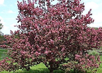 У Тернополі в парку ім. Тараса Шевченка висадили 11 саджанців дерев декоративної сливи «Піссарді» — Тернопільські новини