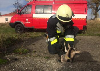 У Вараському районі рятувальники допомогли врятувати тварину