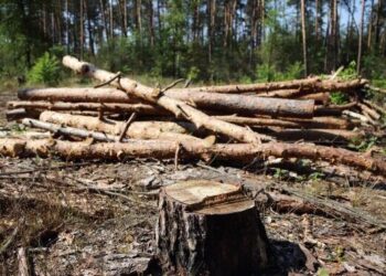 В Україні відкрили державний інтернет-магазин дров для населення – Новини Кам’янське