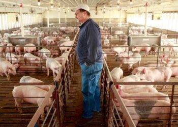 Вирощування свиней: від бізнес-ідеї до сталого доходу – про все на курсах