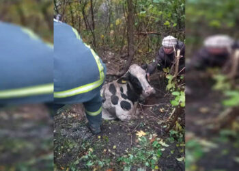 За цей тиждень надзвичайники врятували вже другу корівку |   — новости Днепра