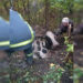 За цей тиждень надзвичайники врятували вже другу корівку |   — новости Днепра