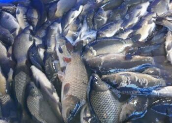 Держрибагентство: Водойми у трьох регіонах країни отримують чергове поповнення молоді риб