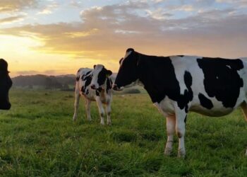 Дотації на корів і землю отримав 481 агровиробник Рівненщини