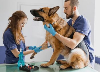 Кіровоградщині потрібні ветеринари