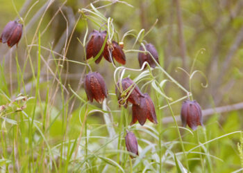 Колекція рослин Криворізького ботанічного саду стала національним надбанням України |   — новости Днепра