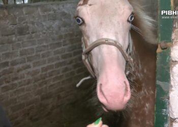 Мирогощанський іподром вже має власника (ВІДЕО)