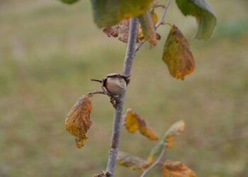 На Дубенщині вирощують 1800 дерев лісового горіху (ФОТО)