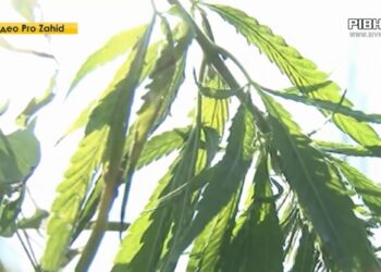 Не наркотична, а технічна — на Дубенщині відкриють індустріальний ЕКО-парк технічної коноплі (ВІДЕО)