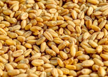 ООН та Туреччина погодили рух суден з портів Одещини на 31 жовтня — Новини Одеської області