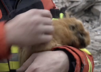 Серед уламків багатоповерхівки у Миколаєві рятувальники знайшли та врятували домашнього улюбленця — Новини Херсонщіни