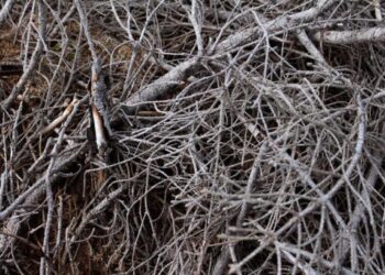 У Володимирецькій громаді хочуть економити на опаленні, завдяки садовому сміттю