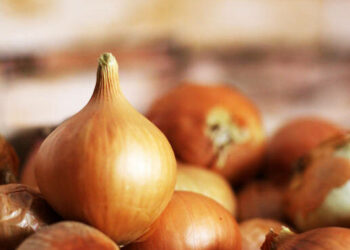В Україні прогнозують дефіцит цибулі – Новини Кам’янське