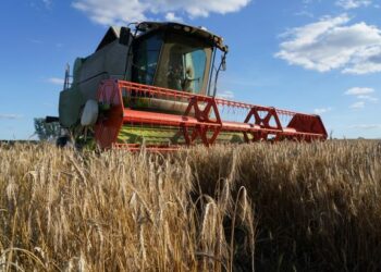 В Україні завершили збір двох важливих зернових культур – Новини Кам’янське