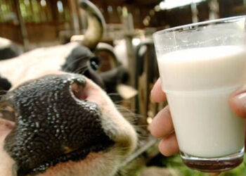 Внутрішньому ринку молока в України загрожує засилля імпорту – Новини Кам’янське