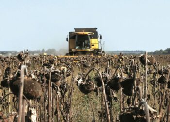 Воєнні жнива в Україні: аграрії прогнозують голод у світі – Новини Кам’янське