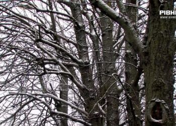 З якою погодою зима прийде на Рівненщину? (ВІДЕО)