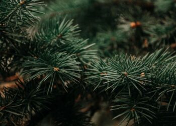 Як у Кропивницькому правильно утилізувати новорічні ялинки: містян закликають підтримати екологічну акцію