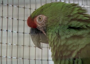 Ноїв ковчег: як обігрівають звірів у зоопарку Рівного в умовах вимкнення світла (ВІДЕО)