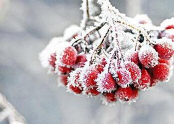 Погода у Кропивницькому 16 грудня