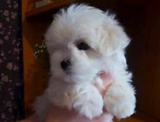 Шахрайка з Кам’янського три місяці продавала через інтернет вигаданих цуценят – Новини Кам’янське