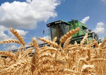 Україна виростить суттєво менше хліба в наступному році – Новини Кам’янське