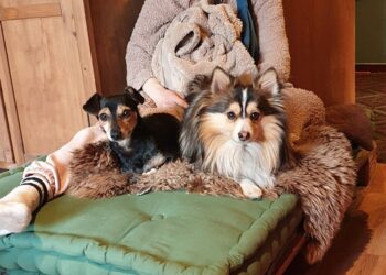 Волонтери змогли евакуювати із Запоріжжя до Німеччини 11 особливих собак (Фото)