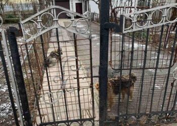 28 січня в Гощанській громаді ветеринари стерилізуватимуть собак