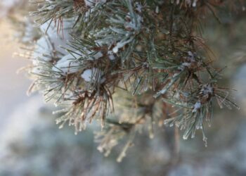 8 січня на календарі: свята, традиції та дні ангела