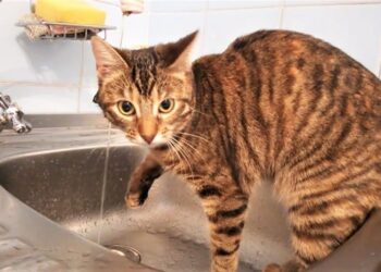 Частина Одеси залишиться без води | Одеський Кур’єр